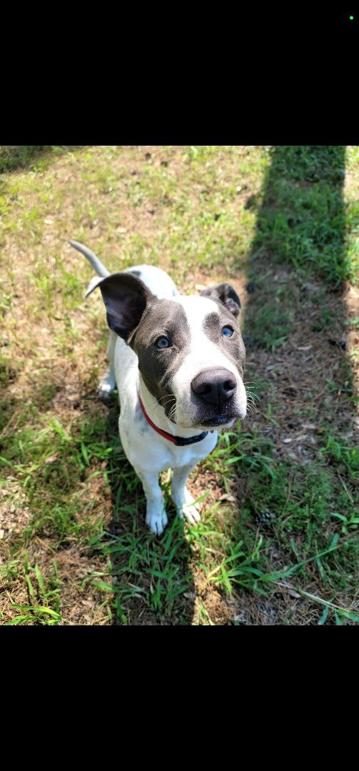 Frosty, an adoptable American Staffordshire Terrier Mix in Magnolia, TX_image-4