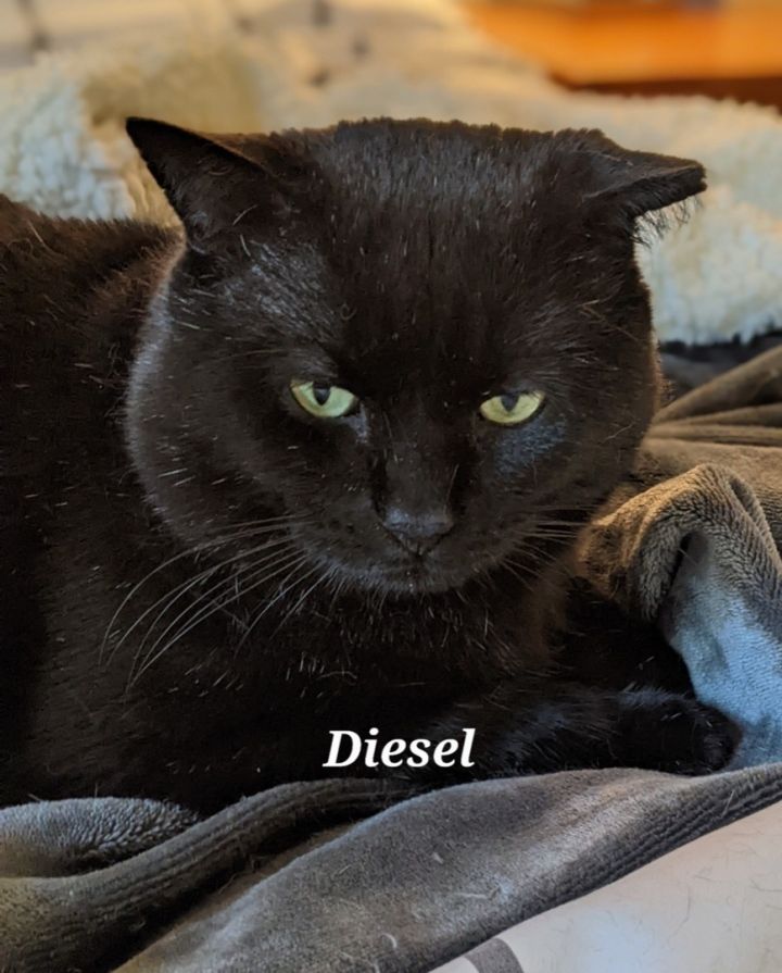 Diesel, an adoptable Domestic Short Hair in Norwich, CT_image-1