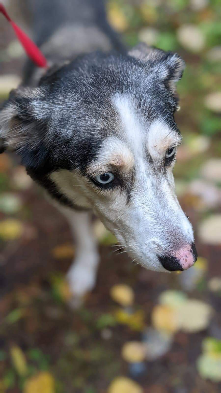 Izzy, an adoptable Husky in Calgary, AB, T1Y 6R4 | Photo Image 2