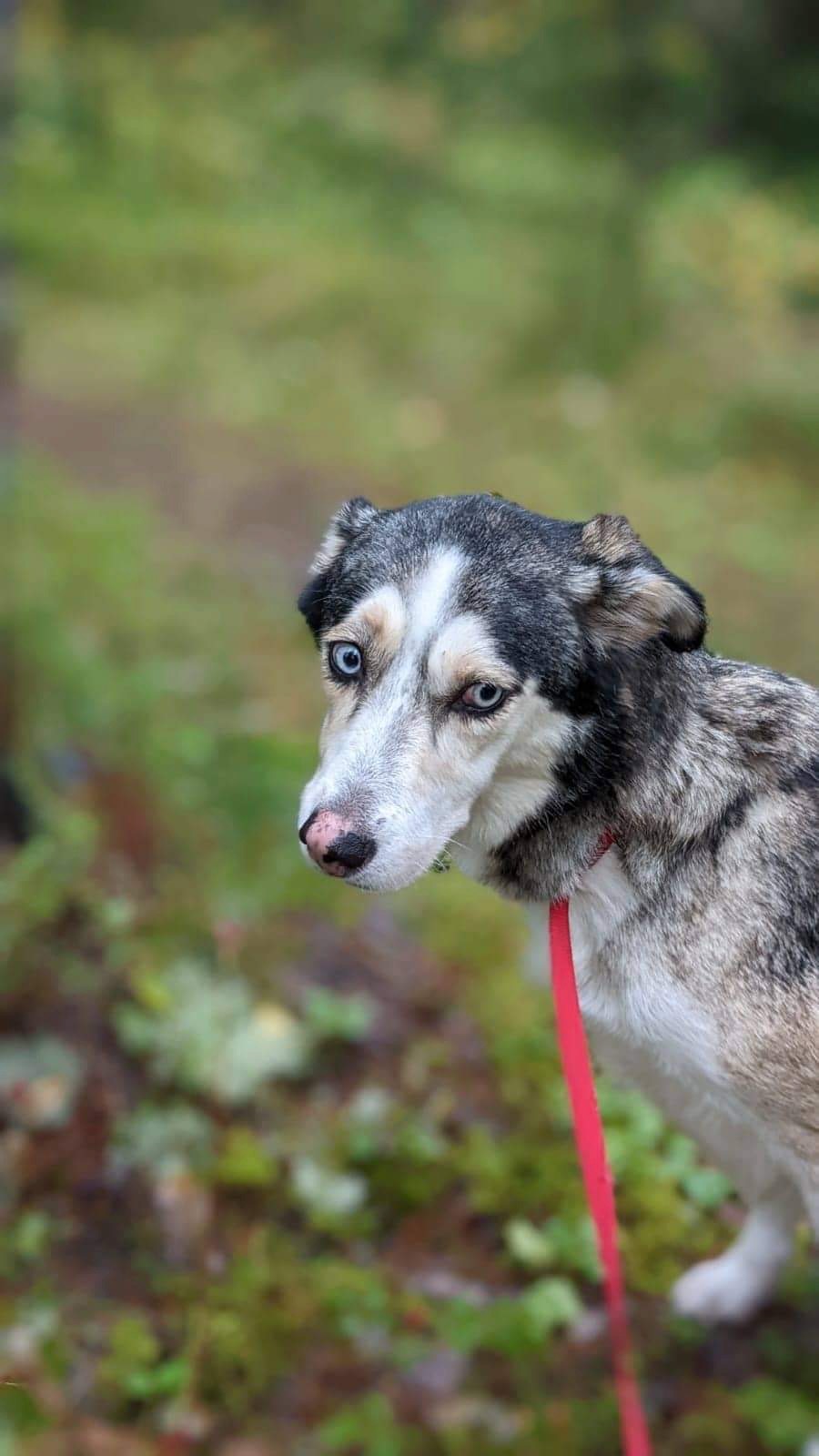 Izzy, an adoptable Husky in Calgary, AB, T1Y 6R4 | Photo Image 3