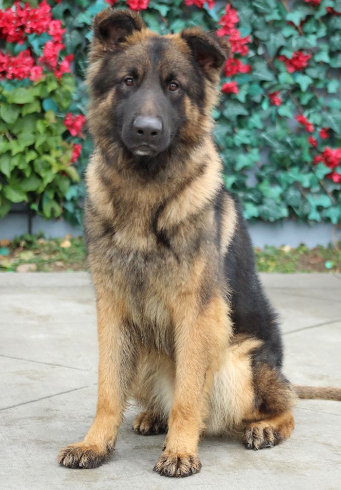 Watson von Wallen"+, an adopted German Shepherd Dog Mix in Los Angeles, CA_image-3