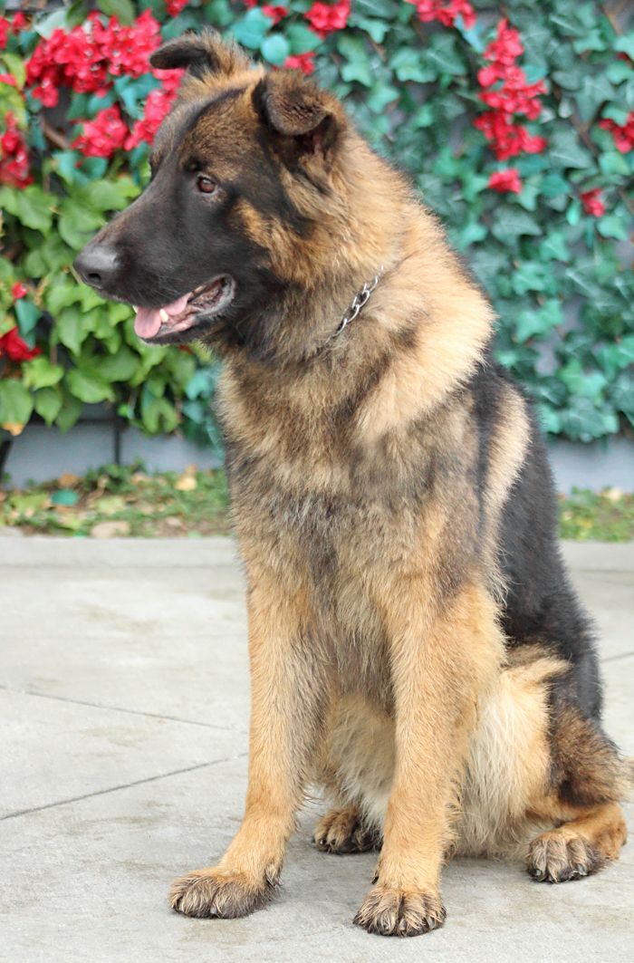 Watson von Wallen"+, an adopted German Shepherd Dog Mix in Los Angeles, CA_image-4