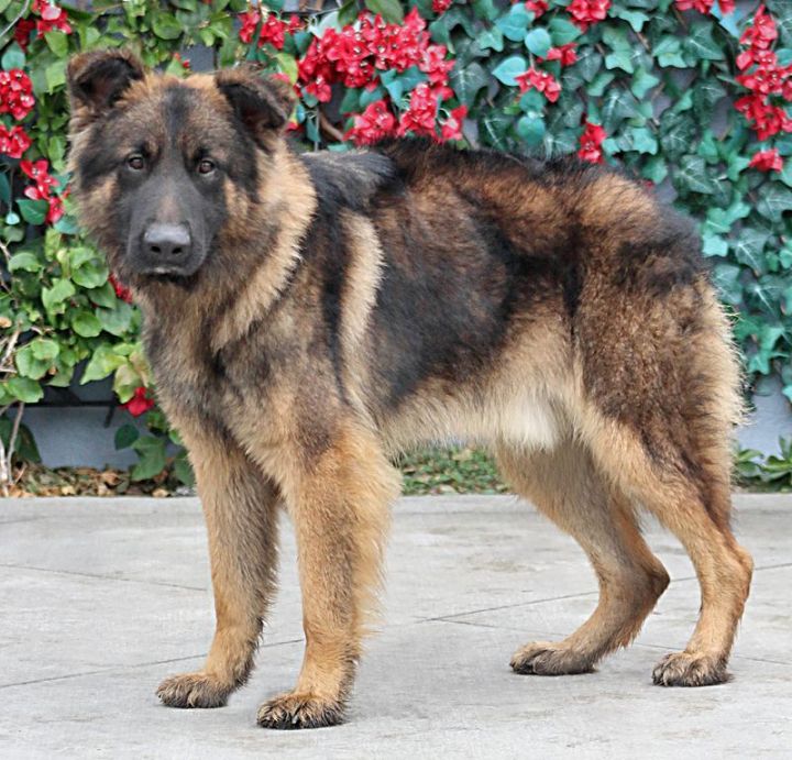 Watson von Wallen"+, an adopted German Shepherd Dog Mix in Los Angeles, CA_image-5