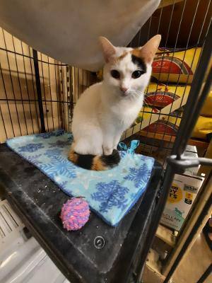 Emmy, an adoptable Calico Mix in Louisville, KY_image-1