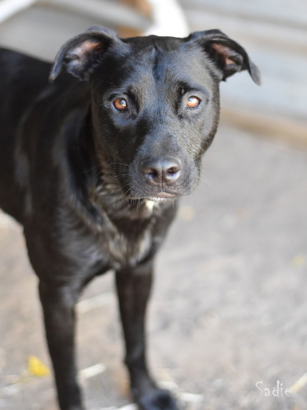 Sadie, an adoptable Labrador Retriever in The Woodlands, TX, 77393 | Photo Image 3