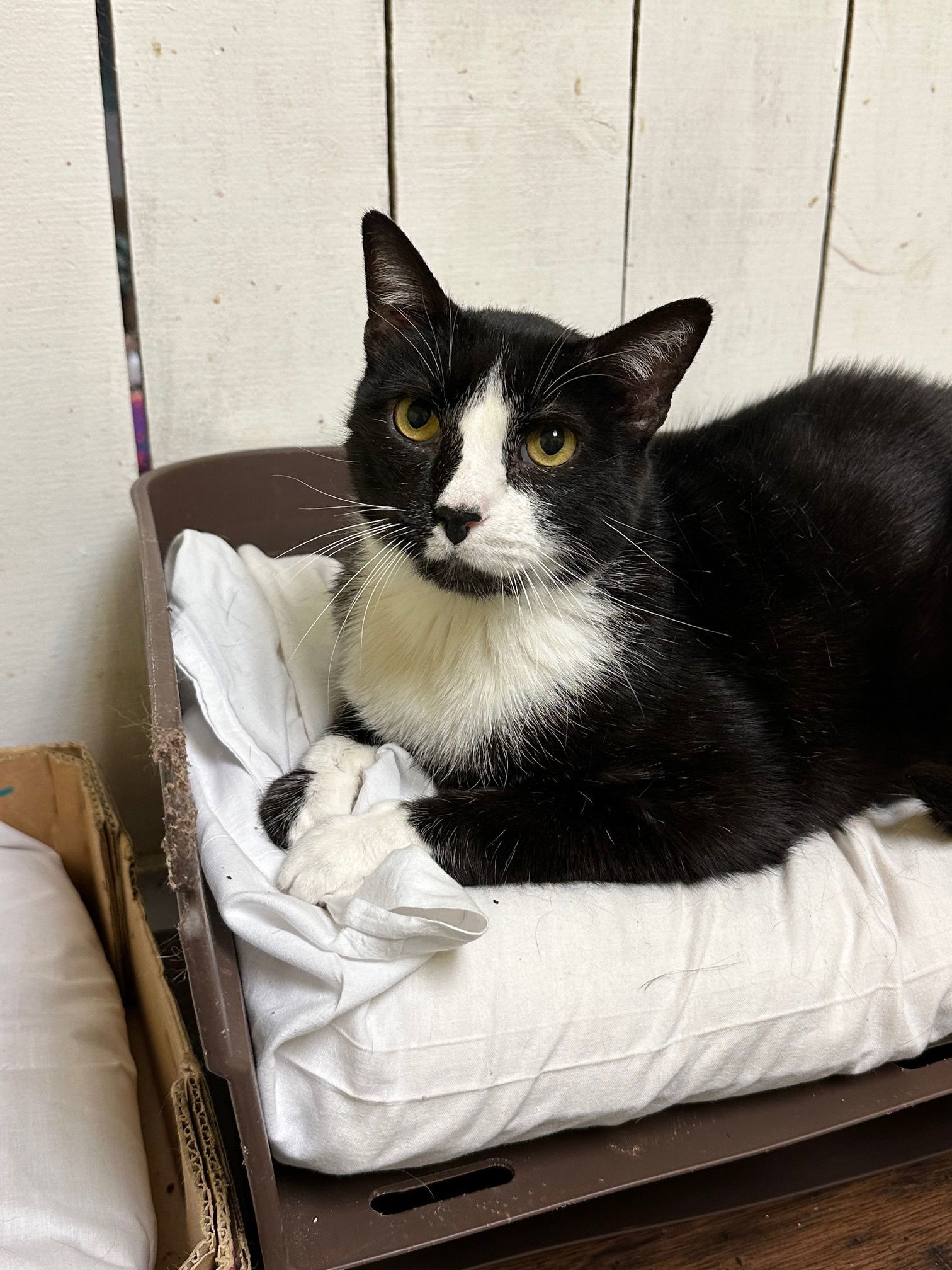 Baxter, an adoptable Tuxedo in Jackson, MS, 39213 | Photo Image 1