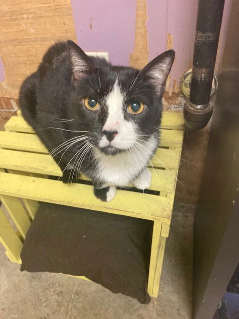 Baxter, an adoptable Tuxedo in Jackson, MS, 39213 | Photo Image 2