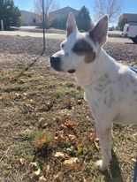 David, an adoptable Australian Cattle Dog / Blue Heeler Mix in Frederick, CO_image-3