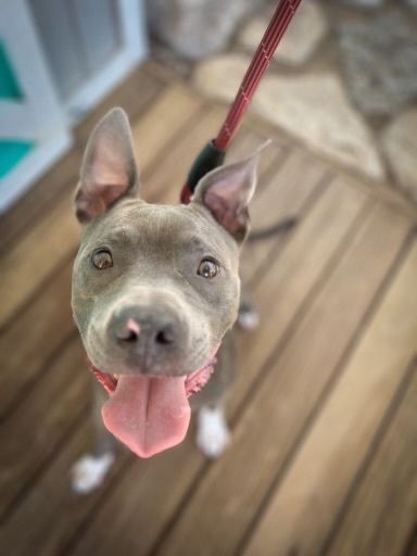 Indigo , an adoptable Pit Bull Terrier in Las Vegas, NV, 89156 | Photo Image 4