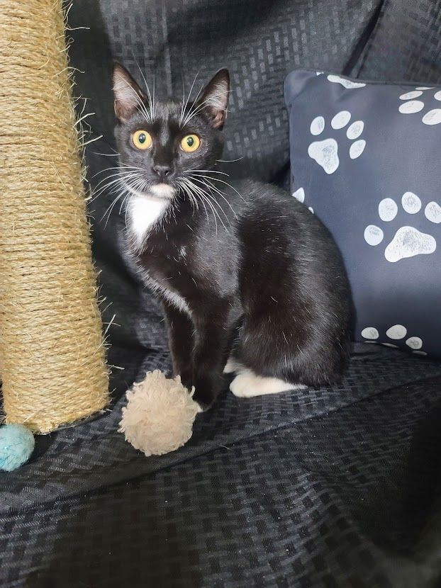 Inky, an adoptable Tuxedo & Domestic Short Hair Mix in La Plata, MD_image-1