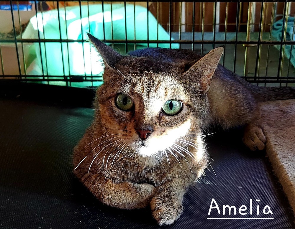 Amelia (Violet), an adoptable Abyssinian, Domestic Short Hair in Culpeper, VA, 22701 | Photo Image 1
