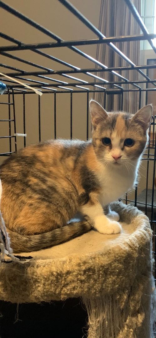 Cat for adoption - Reece from Wolfe Street, Goderich , a Domestic Short  Hair Mix in Lucknow, ON | Petfinder
