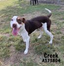 CREEK's profile on Petfinder.com