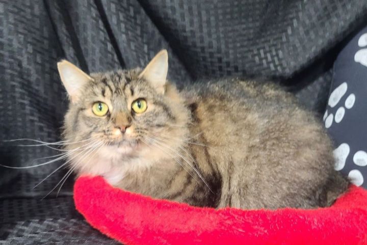 Sierra, an adoptable Maine Coon Mix in La Plata, MD_image-2