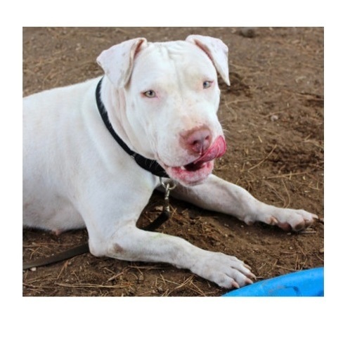 Marge, an adoptable Bull Terrier & Pit Bull Terrier Mix in San Angelo, TX_image-2