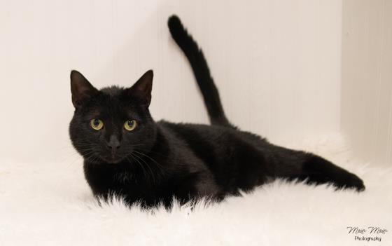 DAGUT, an adoptable Domestic Short Hair in Saskatoon, SK, S7K 3S9 | Photo Image 1