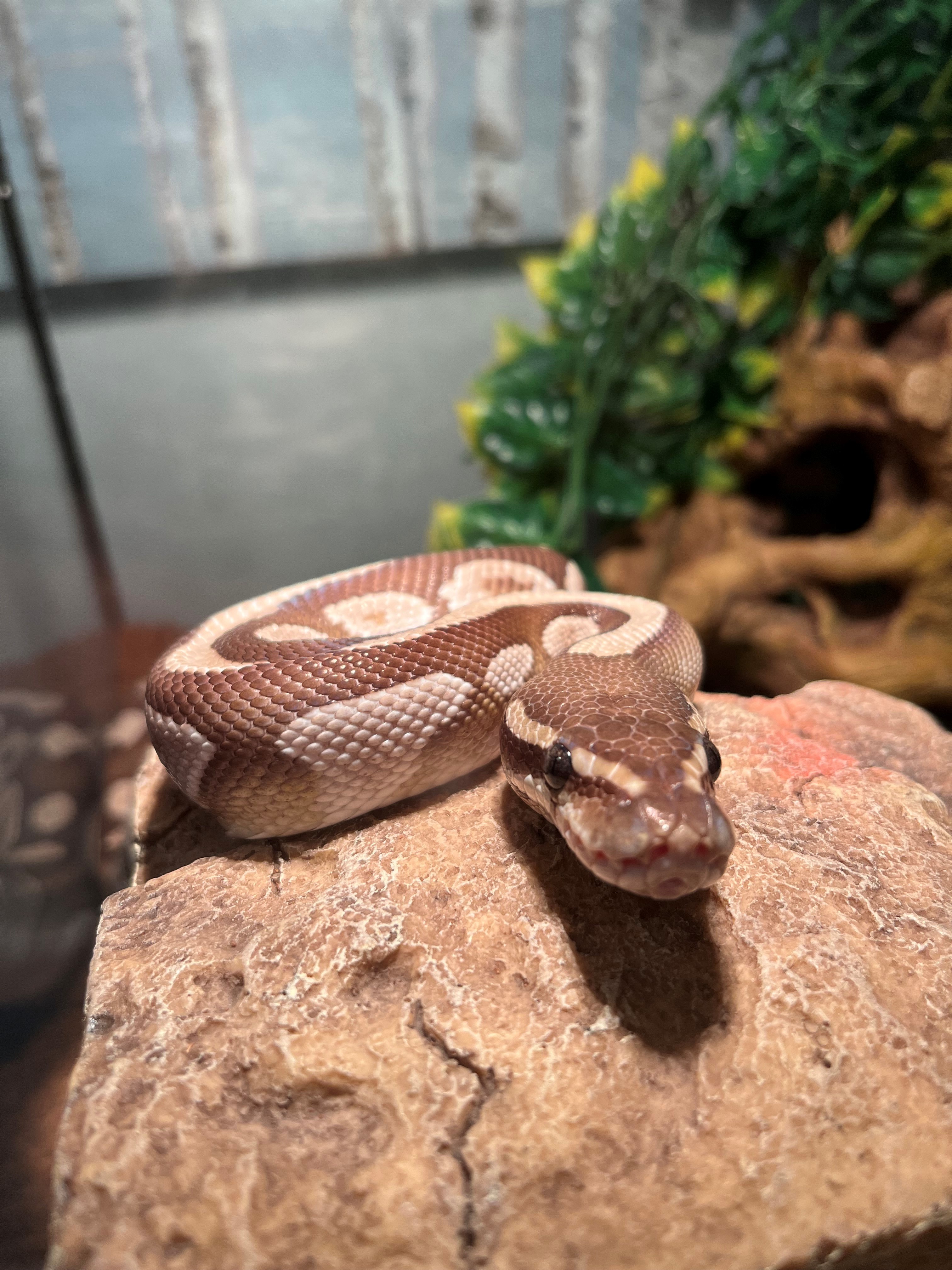 Snake adoption near store me