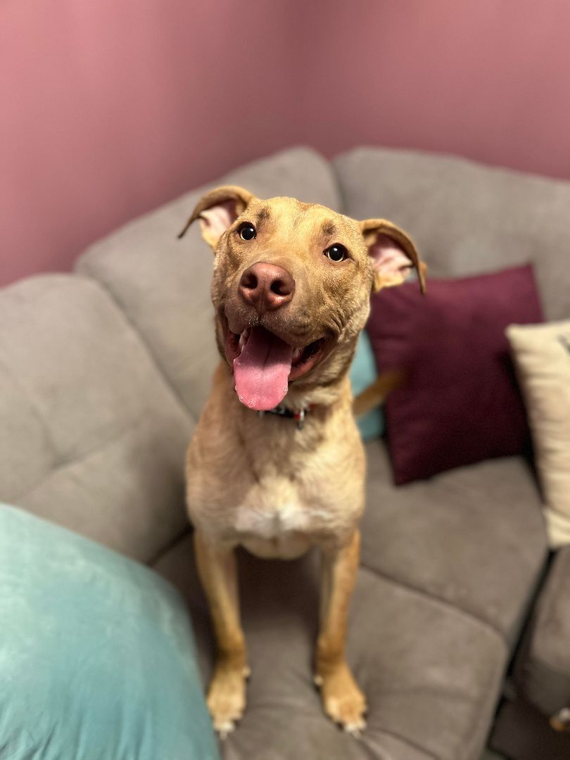 Max, an adoptable Terrier, Shepherd in Cumberland, RI, 02864 | Photo Image 2