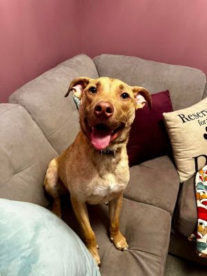 Max, Young Male Terrier