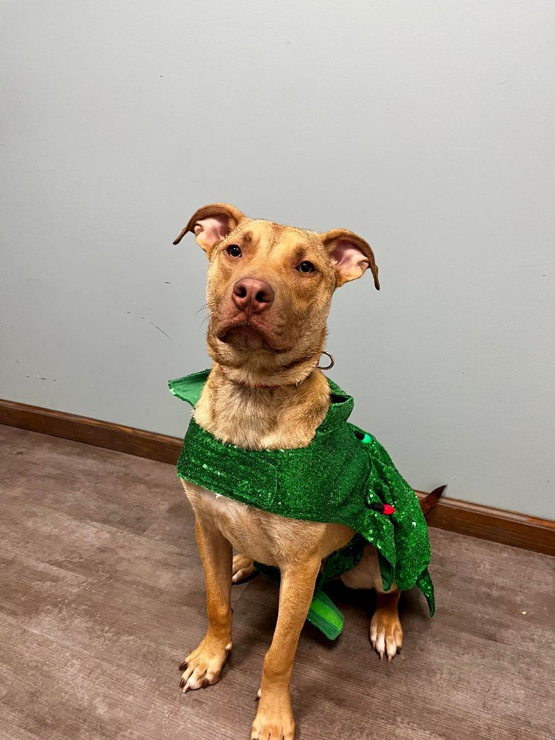 Max, an adoptable Terrier, Shepherd in Cumberland, RI, 02864 | Photo Image 3