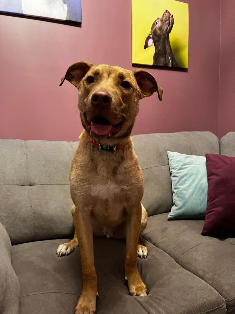 Max, an adoptable Terrier, Shepherd in Cumberland, RI, 02864 | Photo Image 6