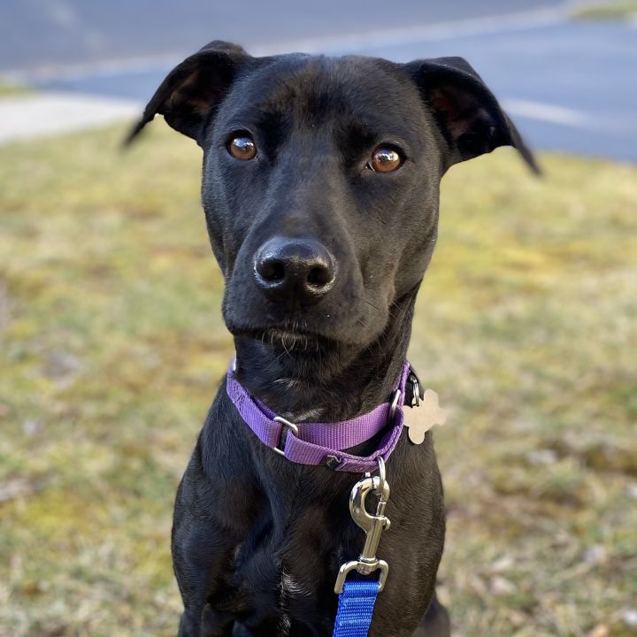 Abby, an adoptable Black Labrador Retriever & Labrador Retriever Mix in Berkeley Heights, NJ_image-2