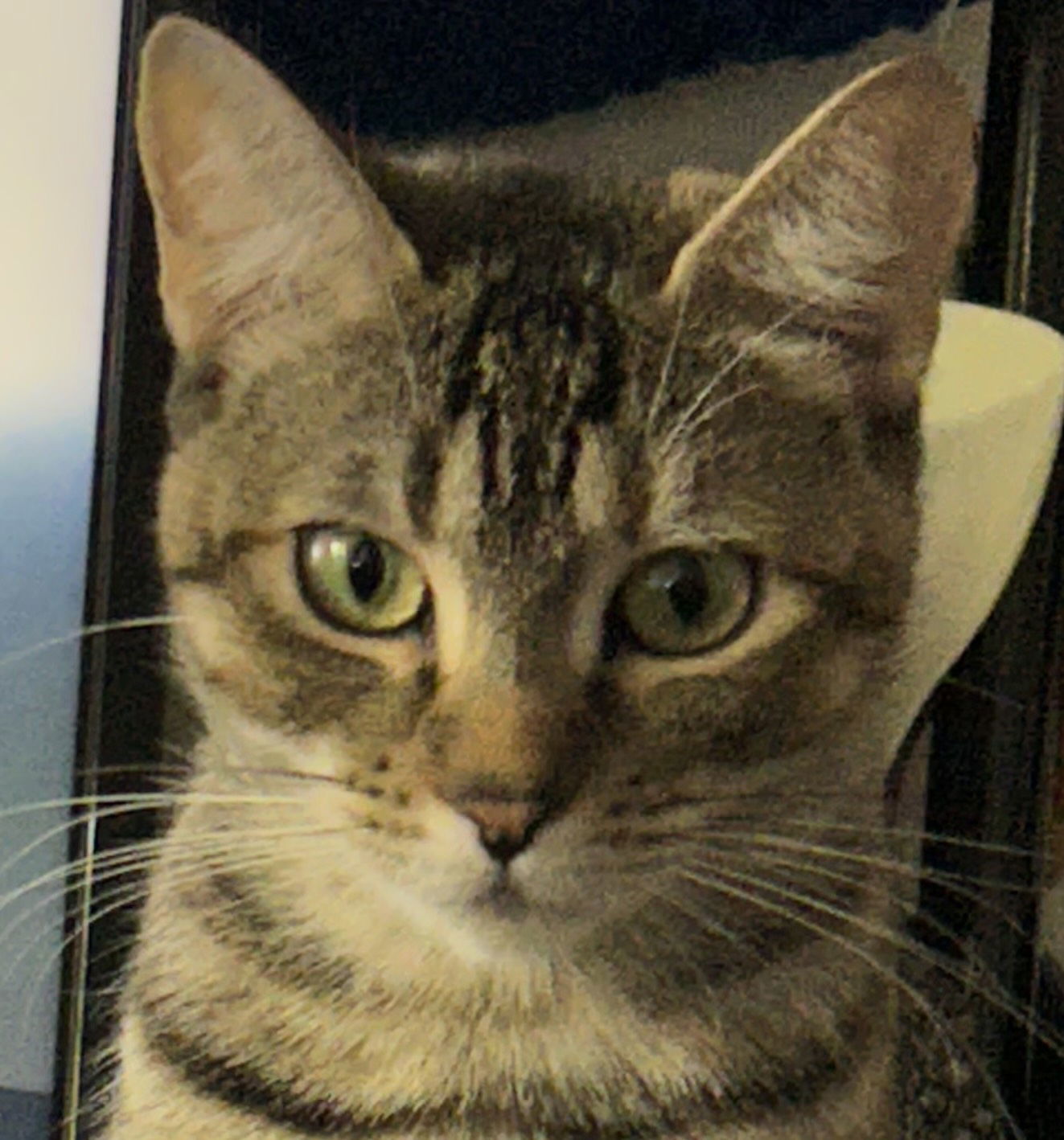 Tiggy, an adoptable Tabby in San Jose, CA, 95112 | Photo Image 1