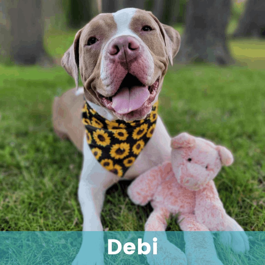 Debi, an adoptable Pit Bull Terrier in Rochester , NY, 14624 | Photo Image 1