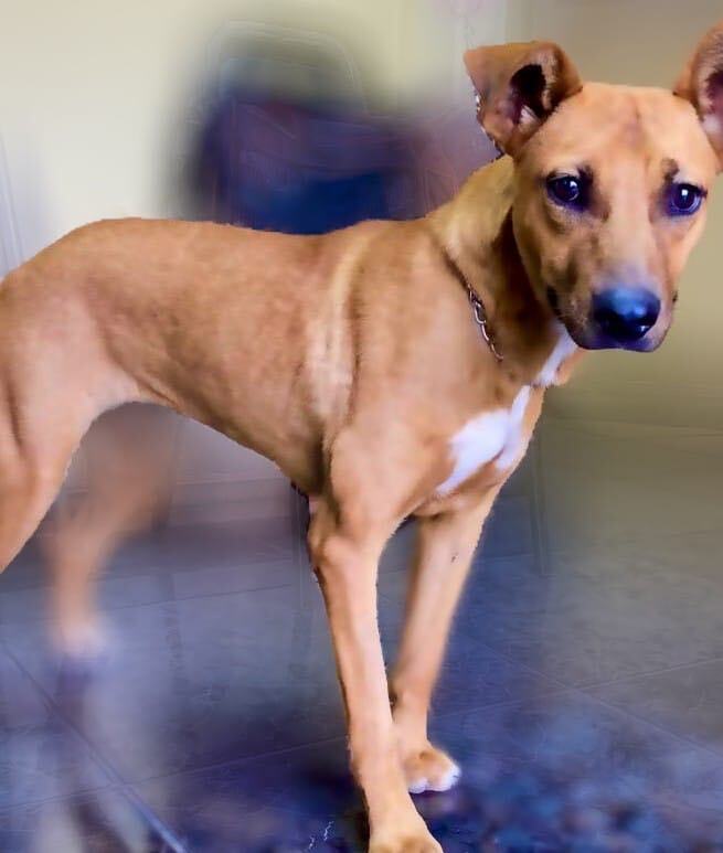 Lissa , an adoptable Rhodesian Ridgeback & German Shepherd Dog Mix in Wilmington , DE_image-1