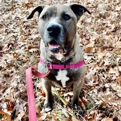 Bear (33673d), an adoptable Mixed Breed in Ithaca, NY, 14850 | Photo Image 3