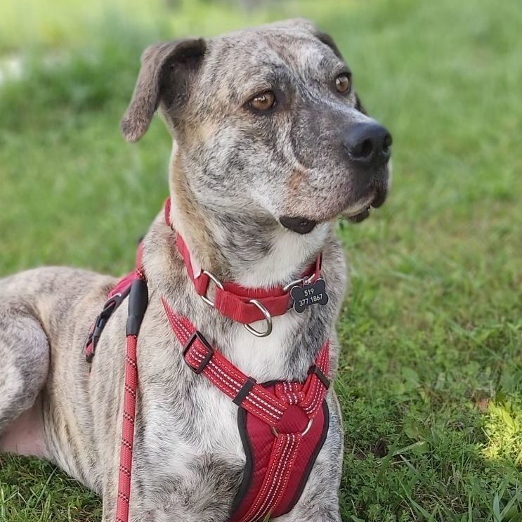 Sheba, an adoptable Labrador Retriever in Chatsworth, ON, N0H 1G0 | Photo Image 2