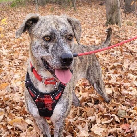 Sheba, an adoptable Labrador Retriever in Chatsworth, ON, N0H 1G0 | Photo Image 3