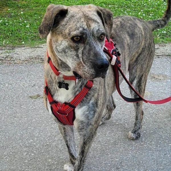 Sheba, an adoptable Labrador Retriever in Chatsworth, ON, N0H 1G0 | Photo Image 6