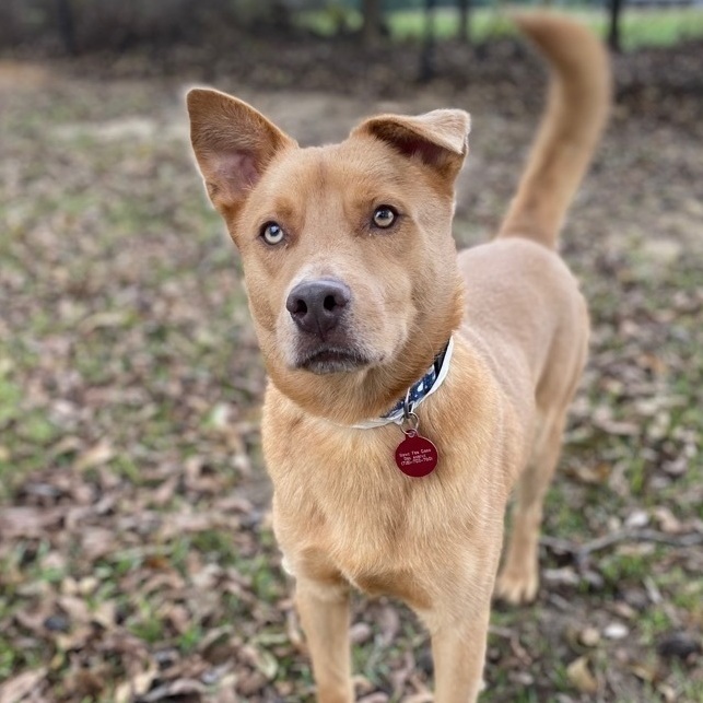 Bruno, an adopted Labrador Retriever & Shepherd Mix in Berkeley Heights, NJ_image-1