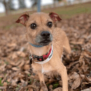 Aspen, an adopted Terrier & Chihuahua Mix in Berkeley Heights, NJ_image-2