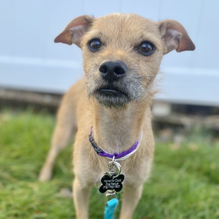 Aspen, an adopted Terrier & Chihuahua Mix in Berkeley Heights, NJ_image-1