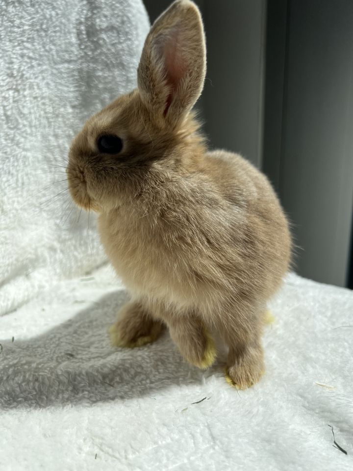 palomino dwarf rabbit