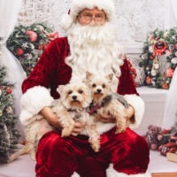 AnnabelleAndBelle, an adoptable Maltese, Yorkshire Terrier in Duart, ON, N0L 1H0 | Photo Image 1