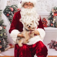 AnnabelleAndBelle, an adoptable Maltese, Yorkshire Terrier in Duart, ON, N0L 1H0 | Photo Image 3