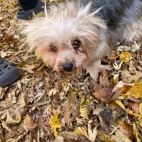 AnnabelleAndBelle, an adoptable Maltese, Yorkshire Terrier in Duart, ON, N0L 1H0 | Photo Image 4