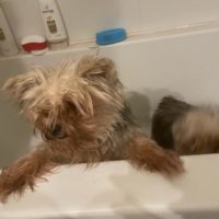 AnnabelleAndBelle, an adoptable Maltese, Yorkshire Terrier in Duart, ON, N0L 1H0 | Photo Image 6
