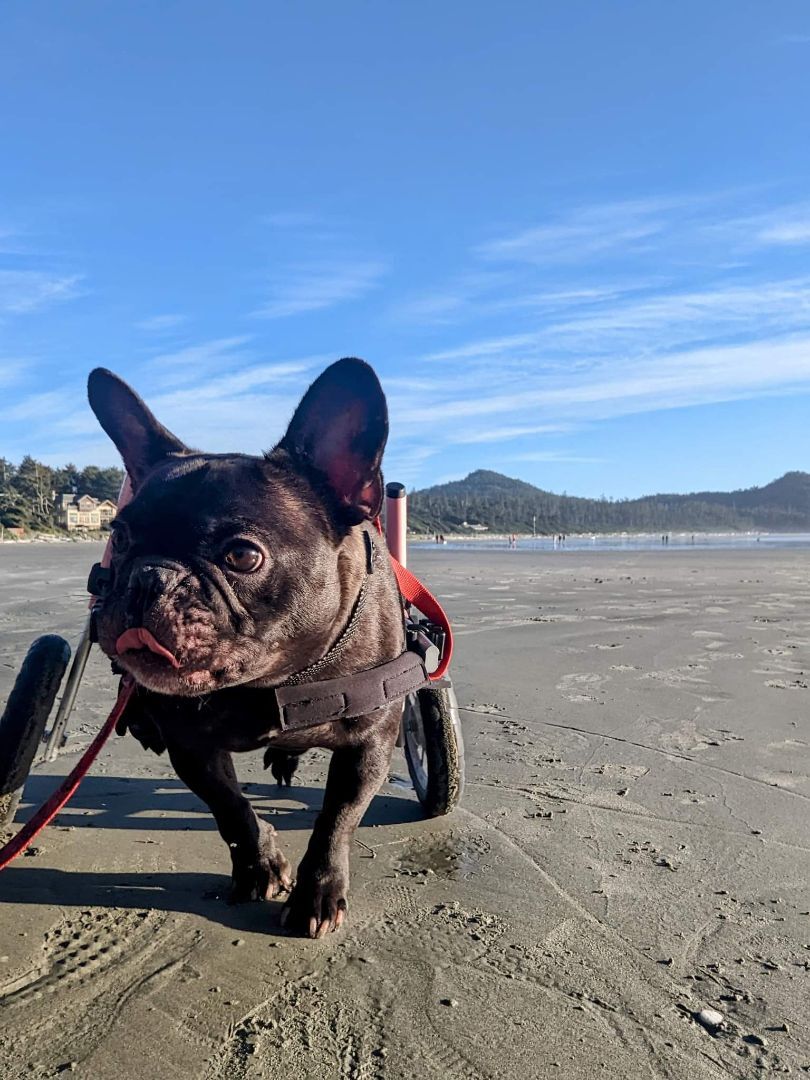 Bosco, an adoptable French Bulldog in Vancouver, BC, V5R 3B9 | Photo Image 1