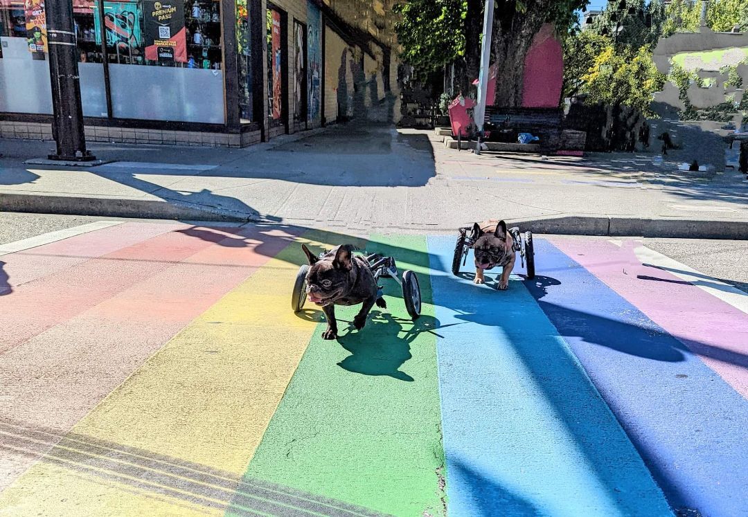 Bosco, an adoptable French Bulldog in Vancouver, BC, V5R 3B9 | Photo Image 2