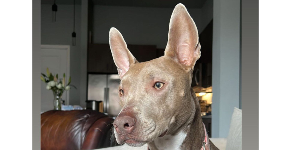 Ebbie (CP), an adoptable Pit Bull Terrier, Weimaraner in Dallas, TX, 75248 | Photo Image 1