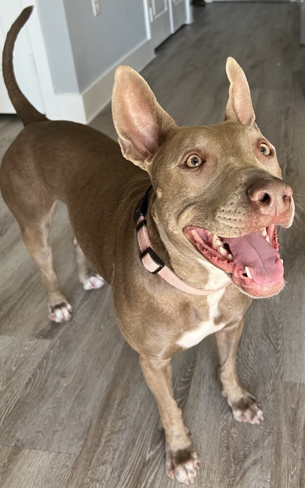 Ebbie (CP), an adoptable Pit Bull Terrier, Weimaraner in Dallas, TX, 75248 | Photo Image 3