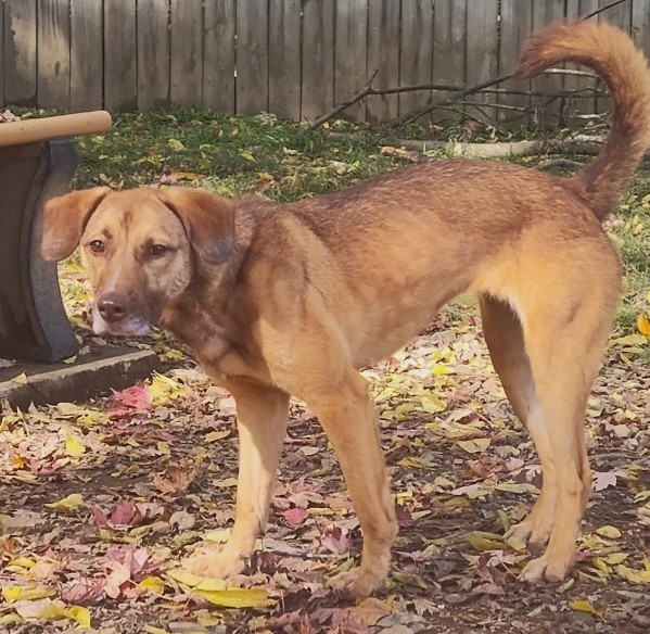 NOVA, an adoptable Labrador Retriever in Little Rock, AR, 72210 | Photo Image 1