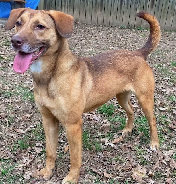 NOVA, an adoptable Labrador Retriever in Little Rock, AR, 72210 | Photo Image 1