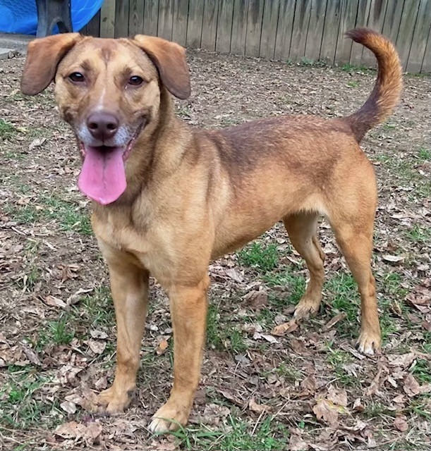 NOVA, an adoptable Labrador Retriever in Little Rock, AR, 72210 | Photo Image 2