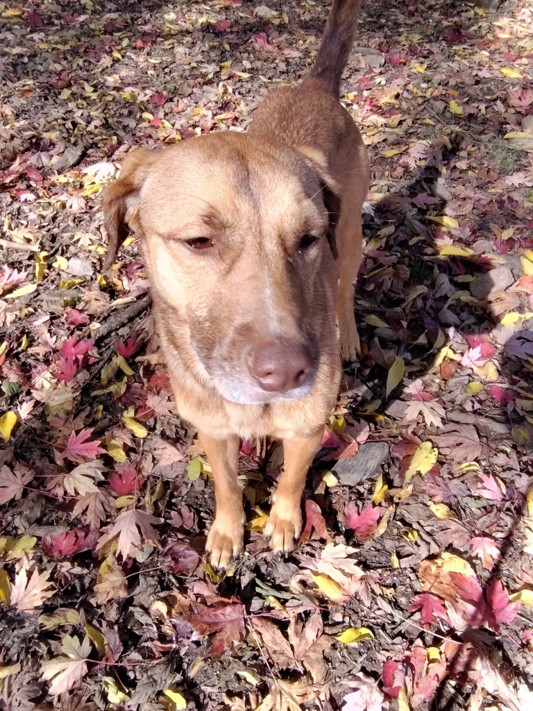 NOVA, an adoptable Labrador Retriever in Little Rock, AR, 72210 | Photo Image 3