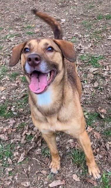 NOVA, an adoptable Labrador Retriever in Little Rock, AR, 72210 | Photo Image 3